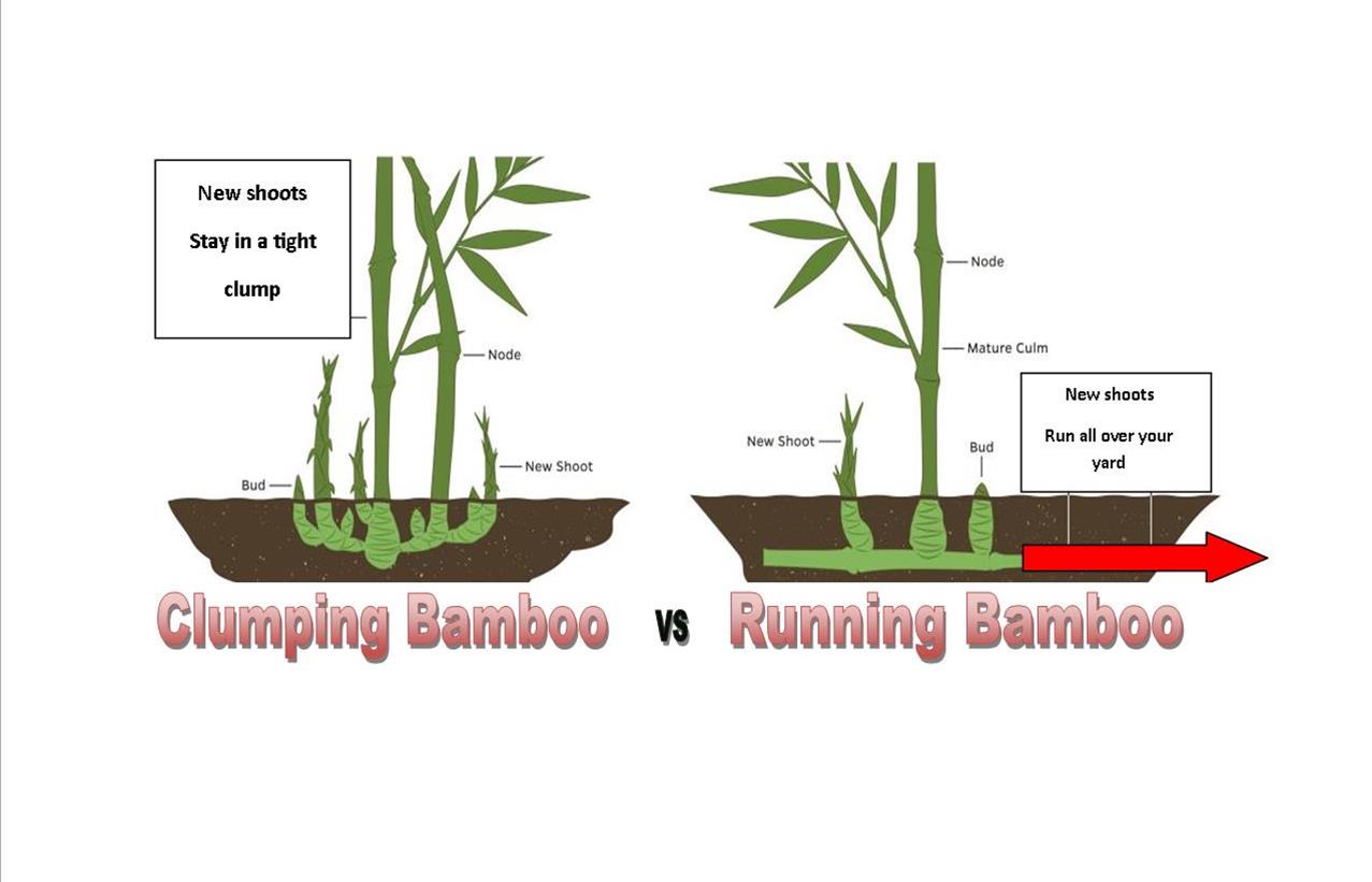 clumping bamboo vs running bamboo