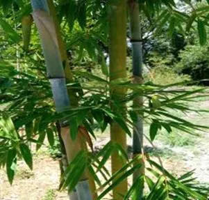 Tropical Blue Bamboo
