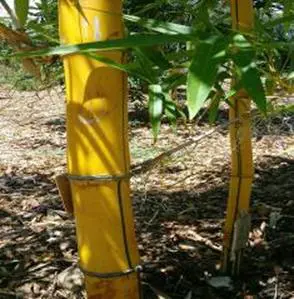Hawaiian Gold Bamboo