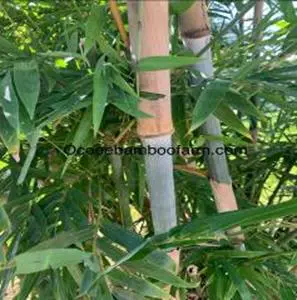 Baby Blue "Barbie" Bamboo