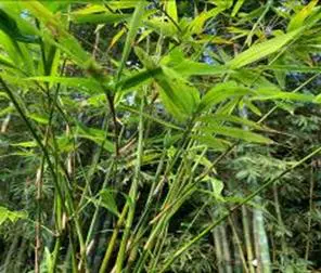 Ladyfinger Bamboo