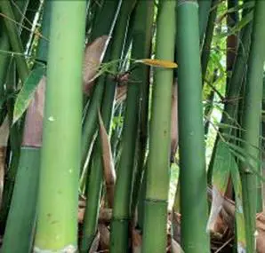 Solitude Bamboo