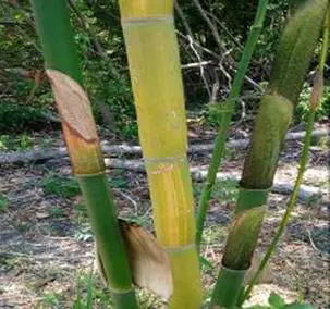 Yin Yang Bamboo
