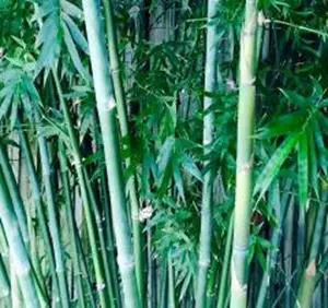 NBG Bamboo