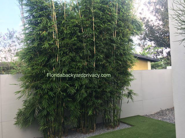 Graceful Bamboo