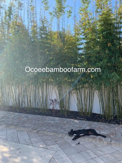 3, 7, 15, and 25 gallon clumping bamboo plants spaced 3–4 feet apart to create a dense privacy hedge in a Florida backyard.