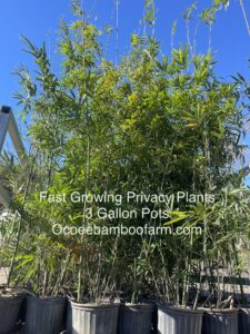 3 gallon bamboo plants