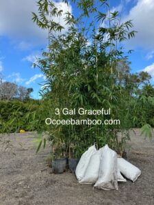 3 gallon clumping bamboo plants in Florida that are easy to install, cold hardy, and non‑invasive”