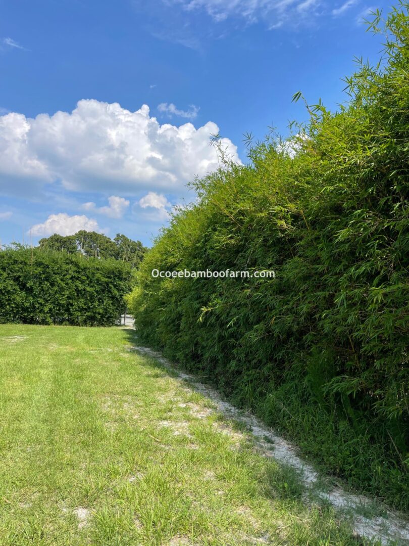 Fast growing, cold hardy, non‑invasive clumping bamboo privacy hedge on a large Florida property providing windbreak, security, and screening”