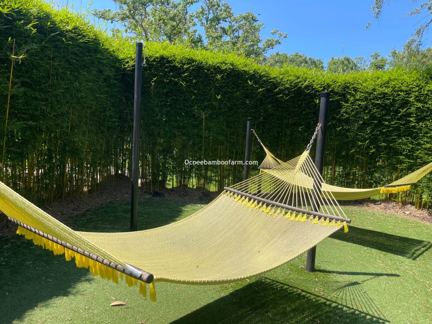 Cold hardy, freeze resistant clumping bamboo privacy hedge on a large Florida property”