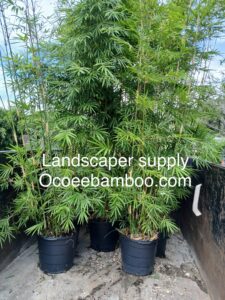 being loaded into a landscaper dump trailer at our landscape supply in Ocoee, Florida near Winter Garden and Orlando”