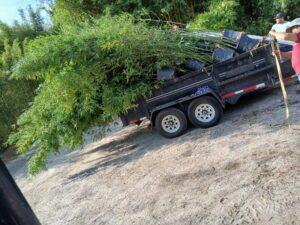 Delivered and installed 15 gallon Graceful clumping bamboo plants in Florida, non‑invasive wholesale landscape supply for homeowners, landscapers, builders, developers, and theme parks”