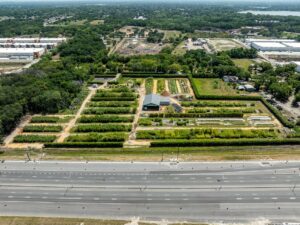 “Florida bamboo farm with clumping non‑invasive bamboo plants grown for privacy hedges and landscaping”