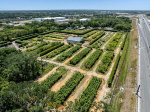 Wholesale bamboo nursery in Florida showing Ocoee Bamboo Farm’s full clumping bamboo fields and container stock ready for landscapers.