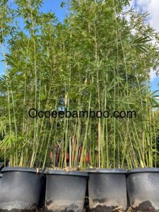 Wholesale clumping bamboo plants in Florida for landscapers, developers, builders, architects, and homeowners needing high‑volume privacy and screening”