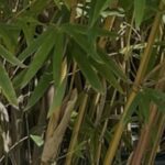 Alphonse Karr golden hedge bamboo with bright yellow canes and green stripes used as a dense privacy hedge