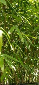 Bonnie Bamboo non invasive clumping bamboo growing in a tight upright clump