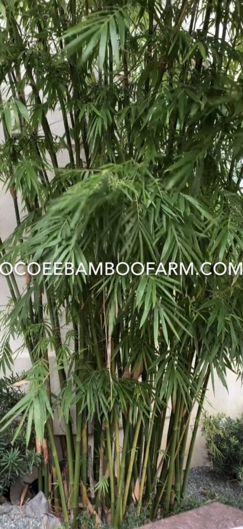Graceful clumping bamboo forming a tall, narrow privacy hedge