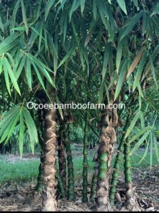 Close up of dwarf Buddha Belly bamboo culms showing thick, bulging joints