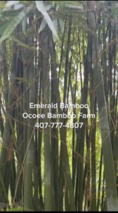 Emerald Bamboo Bambusa textilis mutabilis forming a tall dense privacy screen
